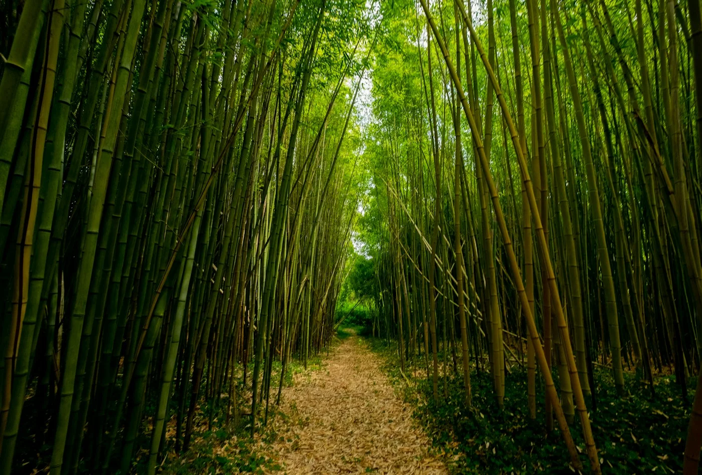 Sunlight through a dense bamboo grove